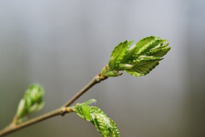 Planera aquatica - vodní jilm - jarní pučení